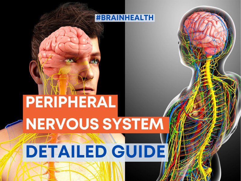 Peripheral Nervous System A Detailed Guide